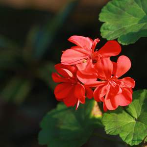 二次元美女被❌黄的软件
